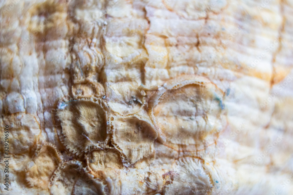 Sea ocean shells crustaceans close-up. Macro photography