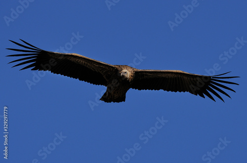 Vulture with full wingspan