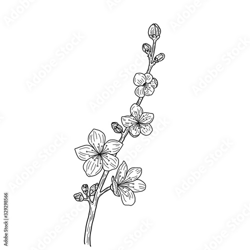 Sakura branch with beautiful flowers on a white background. Black and white outline illustration of a blossoming cherry tree twig close-up. Isolated object for your design.