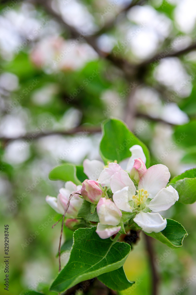 Spring apple blossom background. Fruit tree flowers Spring apple blossom background. Fruit tree flowers