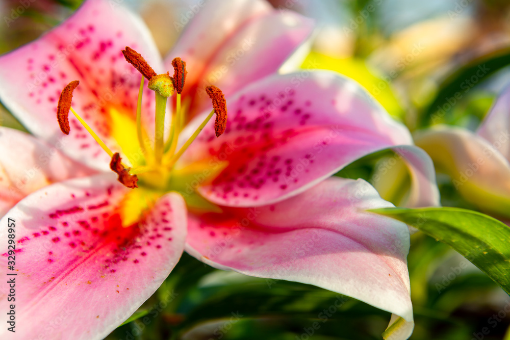 Lily flower, Lilium (true lilies) is a genus of herbaceous flowering plants growing from bulbs with an isolated background, focused on the blossom of the lily Lily flower, Lilium (true lilies) is a genus of herbaceous flowering plants growing from bulbs with an isolated background, focused on the blossom of the lily