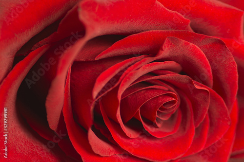 One Red rose background in blur macro natural background