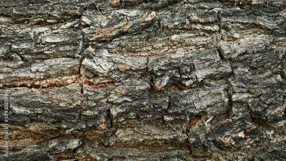 The surface of the tree trunk has a pattern. The surface of the tree trunk has a pattern.