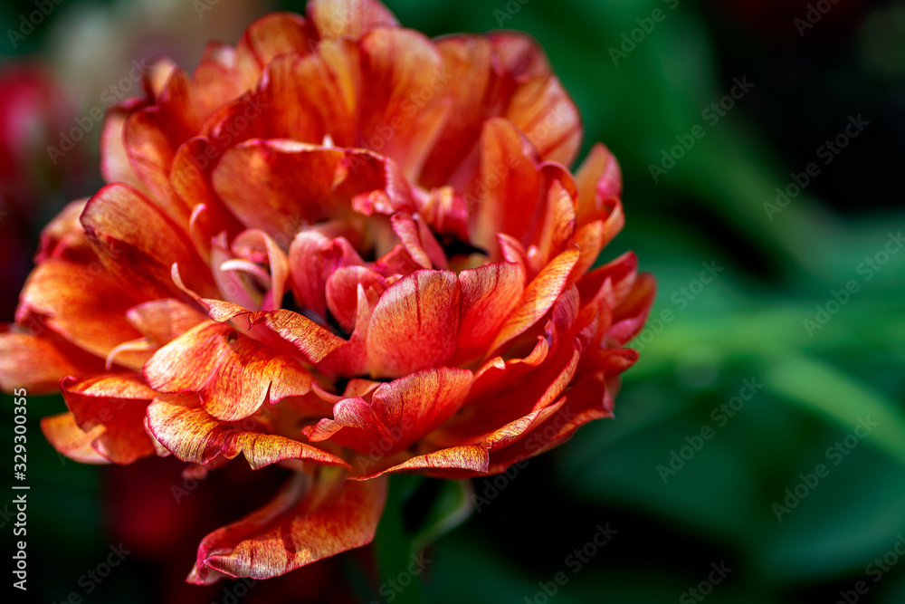 Red and yellow terry tulip buds with fresh green leaves in soft light on blur background. Holland tulip flowers in the park in spring. Macro Red and yellow terry tulip buds with fresh green leaves in soft light on blur background. Holland tulip flowers in the park in spring. Macro