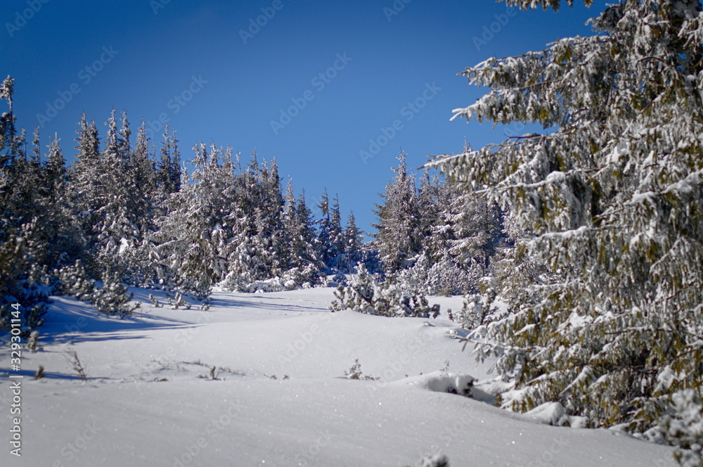 Fototapeta premium Niskie Tatry. Śnieżna sceneria.