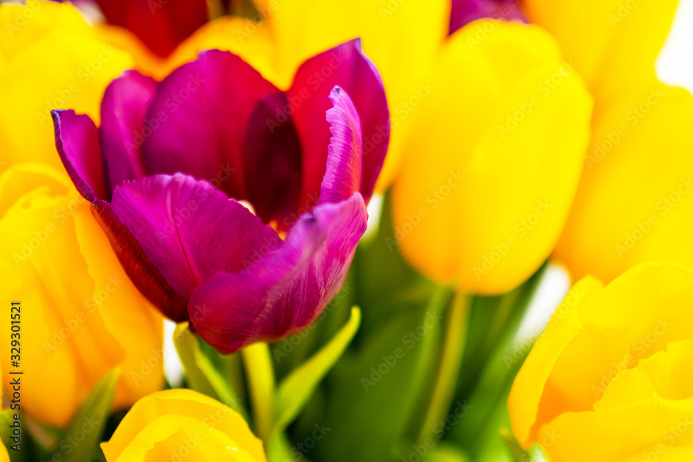 Spring banner. One purple pink tulip in yellow tulip bouquet. Unique. Easter and spring greeting card. Woman day concept. Copyspace for text. Spring banner. One purple pink tulip in yellow tulip bouquet. Unique. Easter and spring greeting card. Woman day concept. Copyspace for text.