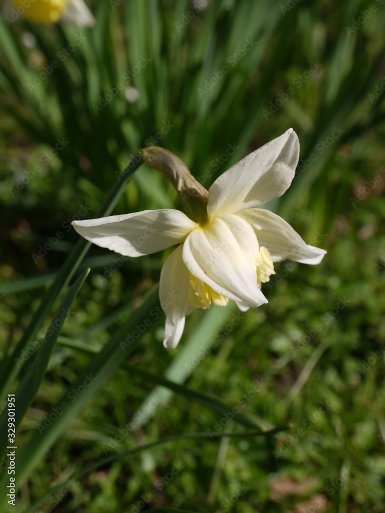 Obraz premium Narzissen