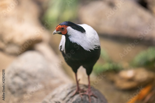 a bird at the zoo © enginakyurt