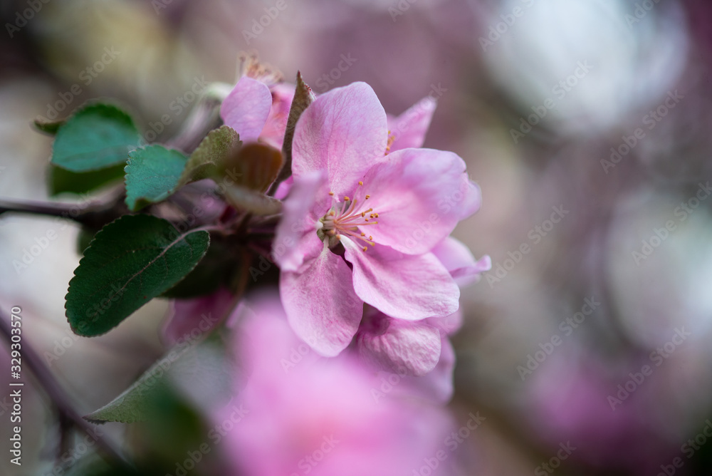 Obraz premium tender pink flowers on the twig, spring has come