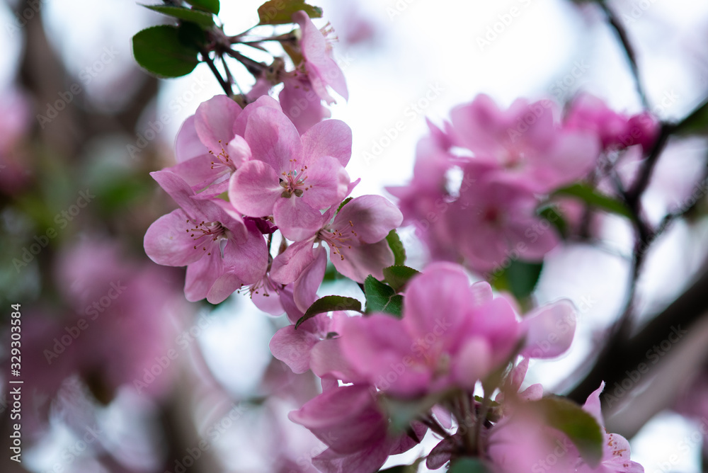 Obraz premium tender pink flowers on the twig, spring has come