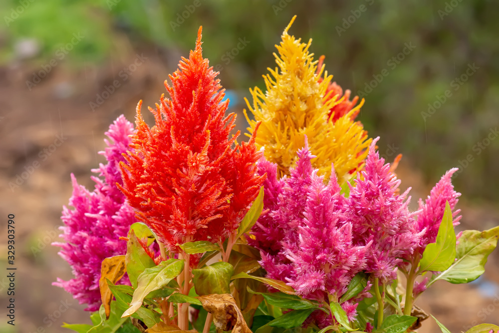 The flowers are beautiful and refreshing on a nature background. The flowers are beautiful and refreshing on a nature background.