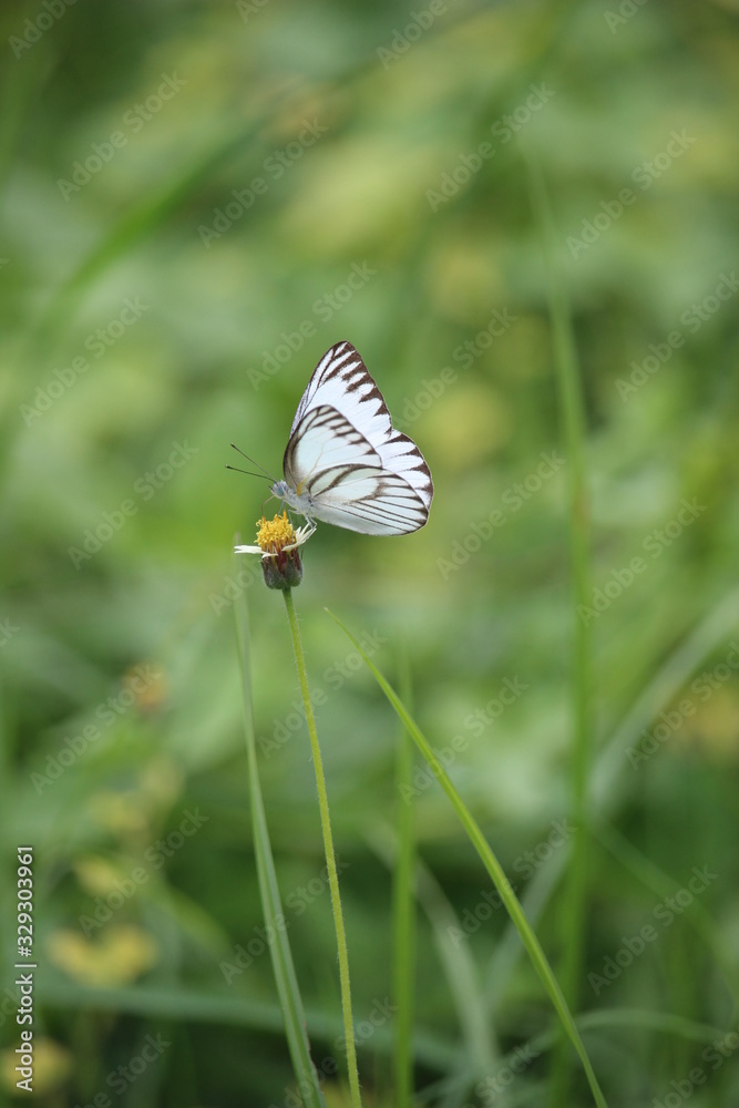 White butterflies play in the meadow on the edge of the village White butterflies play in the meadow on the edge of the village