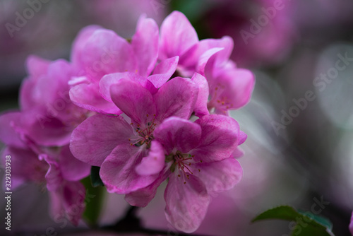 tender pink flowers on the twig, spring has come © maxfotoadobe