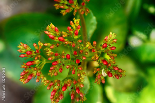 The flowers are beautiful and refreshing on a nature background.