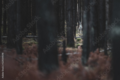 Fototapeta Naklejka Na Ścianę i Meble -  za drzewami