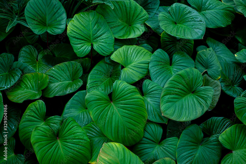 closeup nature view of green leaf texture, dark wallpaper concept, nature background, tropical leaf closeup nature view of green leaf texture, dark wallpaper concept, nature background, tropical leaf