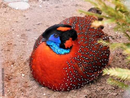 Foto Tragopan satyr lies under the bush..