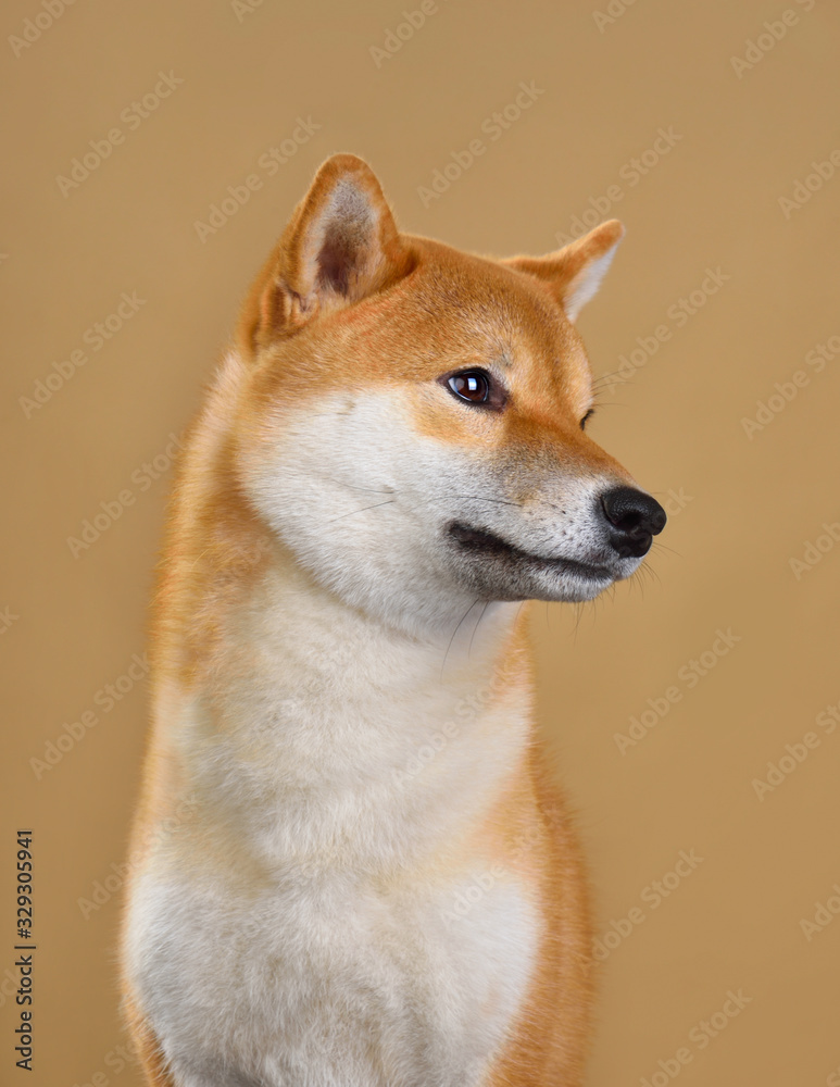 Cute Shiba Inu dog