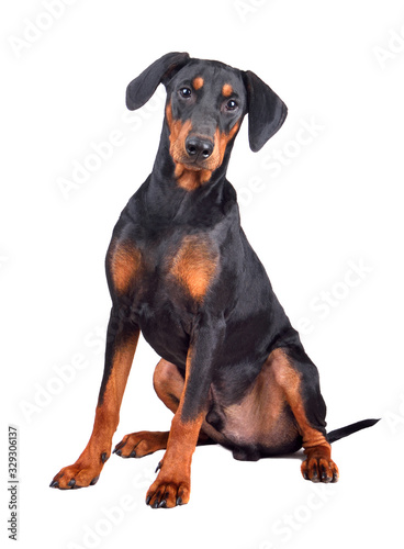 Six months old puppy of Doberman