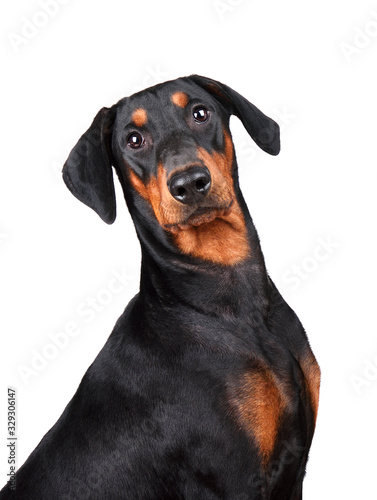 Portrait of Doberman Pinscher puppy