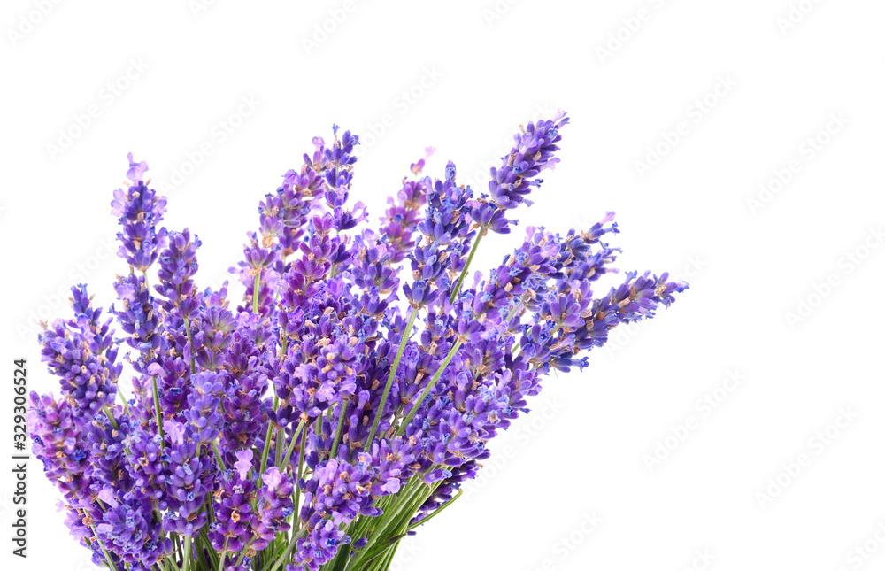 Obraz premium Beautiful violet lavender