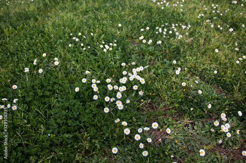 Daisies