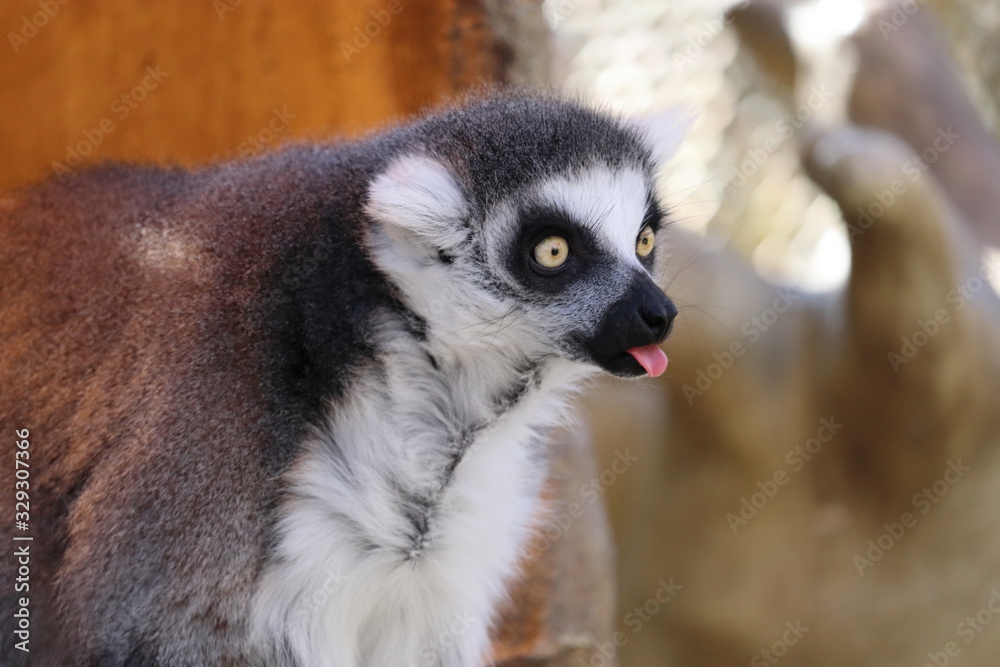 Obraz premium 舌を出すワオキツネザル