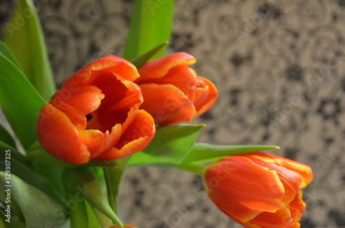 Beautiful red tulips on a vintage gray background.Red tulips with a yellow border on the petals. Close-up