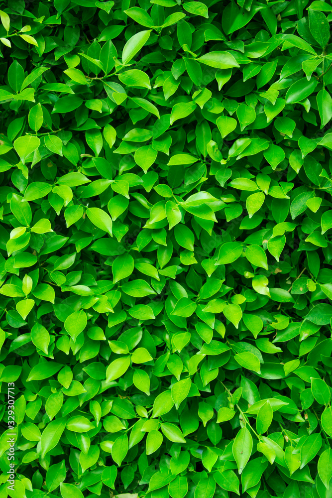 Superfresco Easy Green Elegant Leaves Wallpaper  10m  Wickescouk