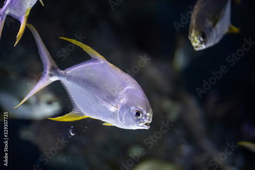 fish in a marine aquarium