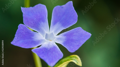 Vinca