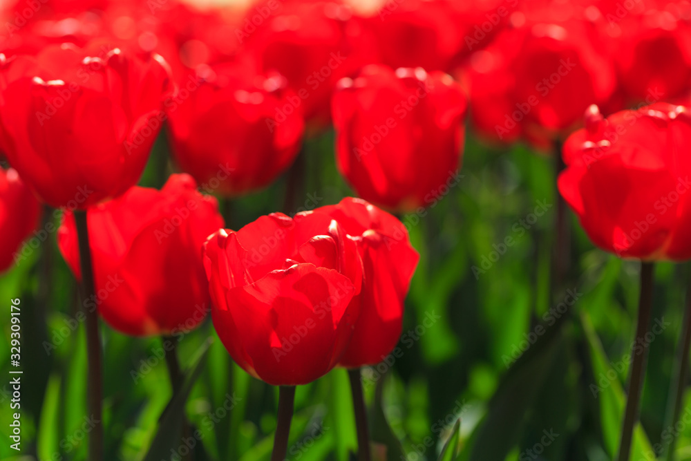 Closeup of red-orange tulips flowers with green leaves in the park outdoor. beautiful flowers in spring Closeup of red-orange tulips flowers with green leaves in the park outdoor. beautiful flowers in spring
