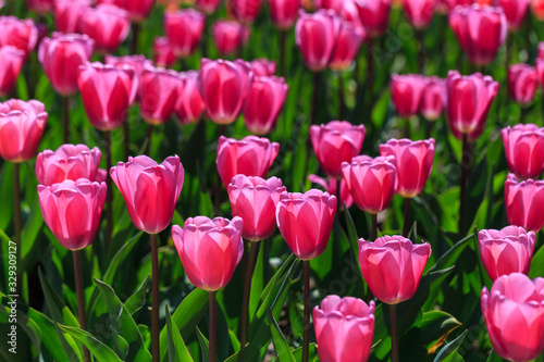 Closeup of pink tulips flowers with green leaves in the park outdoor.