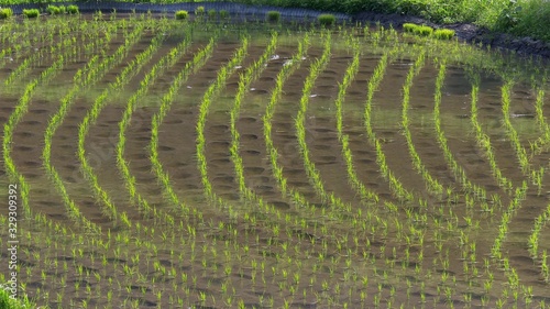 Newly planted rice in field muddy water with foot prints, rural Japan