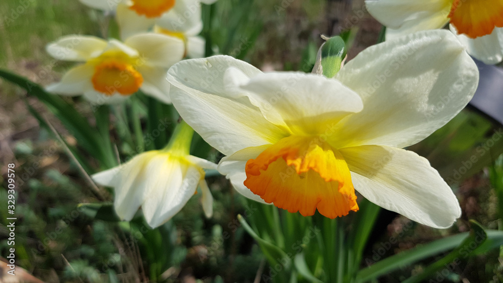Daffodils in garden. Closeup of daffodil flower with blurred background. Yellow and white petals of narcissus flowers growing on flowerbed in garden. Spring blooming season. Floral backdrop. Daffodils in garden. Closeup of daffodil flower with blurred background. Yellow and white petals of narcissus flowers growing on flowerbed in garden. Spring blooming season. Floral backdrop.