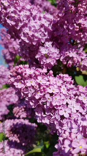 Purple flowers in the garden. Luxuriant purple lilac flowers closeup. Bright lilac blossoms bunch in spring blooming season. Beauty of nature in springtime. Violet color floral backdrop.
