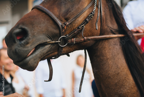 Head of a brown horse with a harness close-up. Photography, concept.