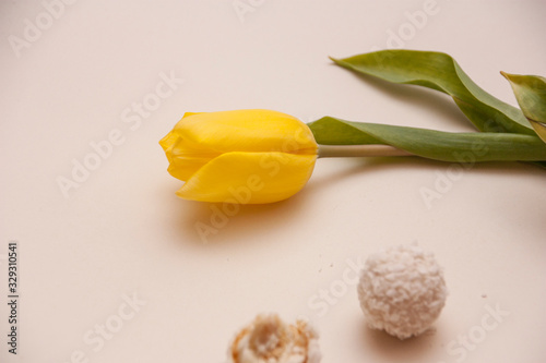 tulip on white background