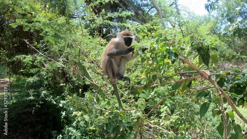 feeding vervet monkey in Lake Chamo in natural habitat, in natural habitat, Arba Minch, Ethiopia wildlife