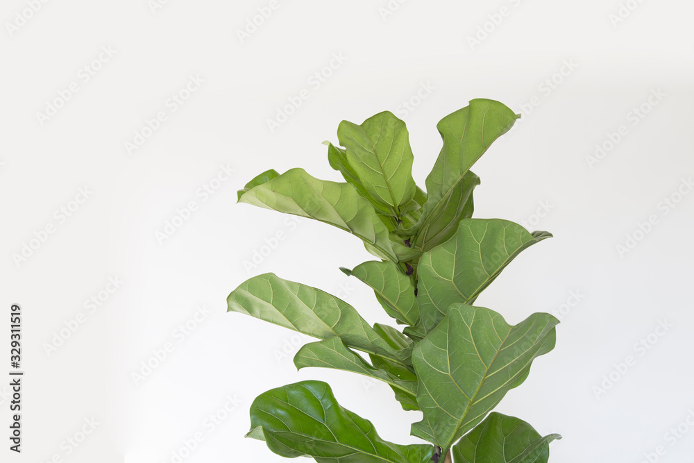 Fototapeta premium Scandinavian Decor style Plant Green Leaf.Fiddle Leaf Fig Tree