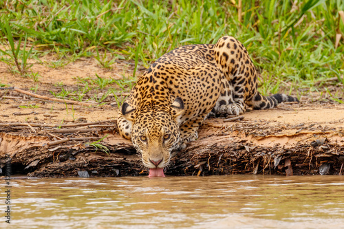 Wild Jaguar in its Natural Habitat Drinking Water along the Cuiaba River Bank in Pantanal, Brazil