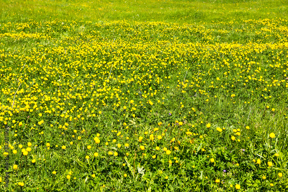 Fototapeta premium Wiese voller Trollblumen, ob Zermatt, Wallis, Schweiz