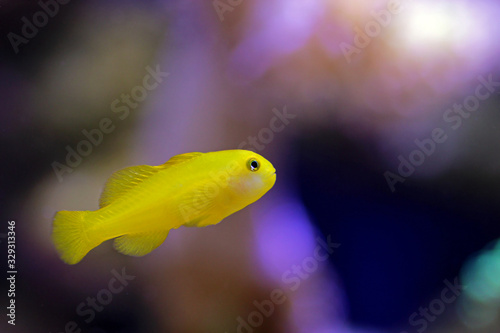 Yellow clown coral goby isolated in aquarium photo