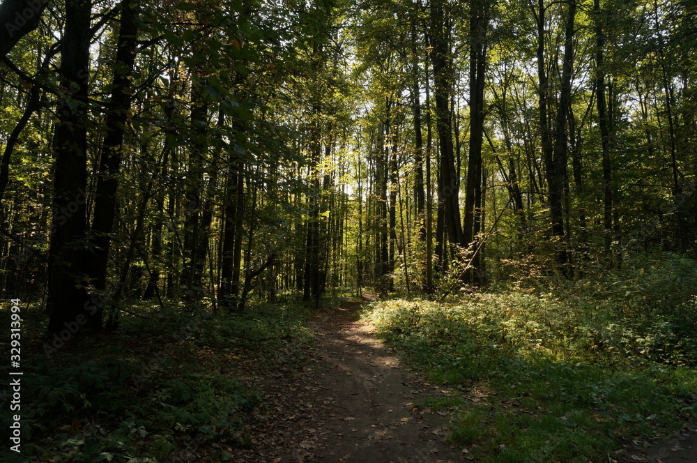 path in the forest path in the forest