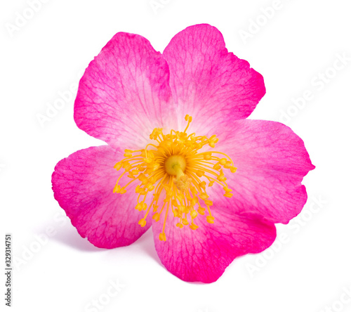 Dog rose flower