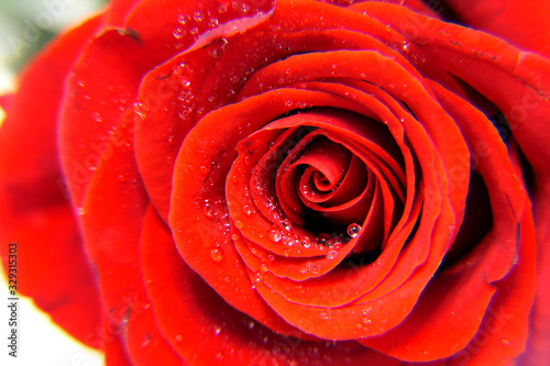 red rose with water drops of dew