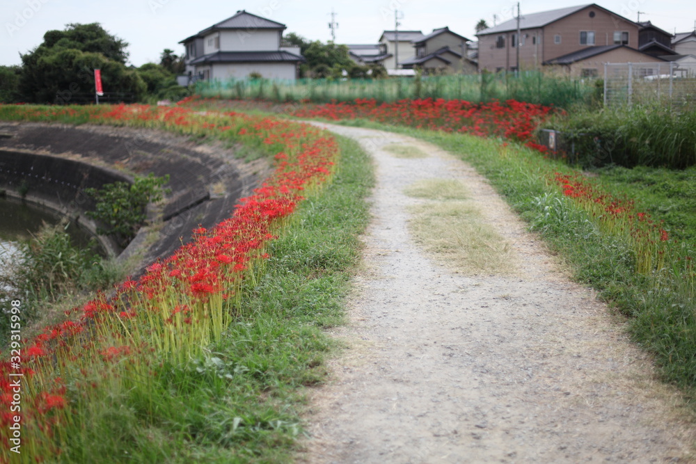 彼岸花の咲く道