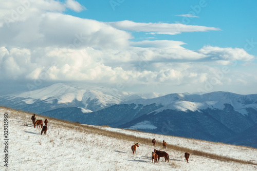 Horses in the background of a winter mountain landscape in Armenia