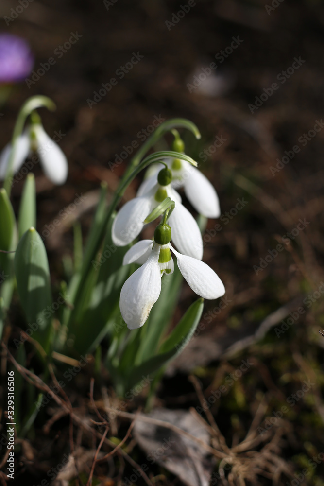 Fresh white snowdrops bloom in early March. Fresh white snowdrops bloom in early March.