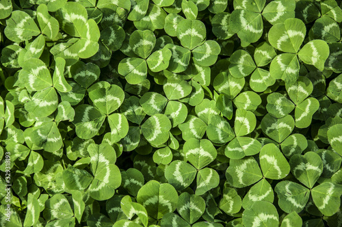 background of green leaves